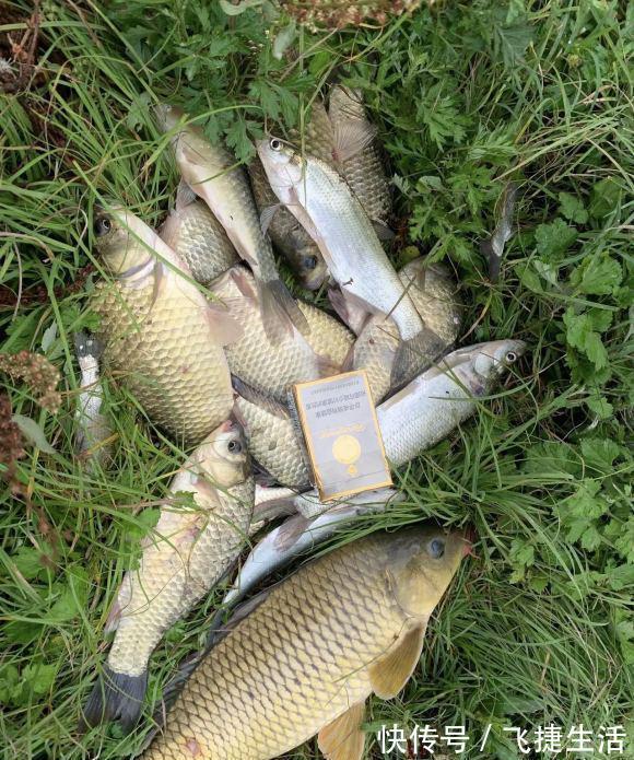 一道坎|野钓经典钓位二道坎,鱼儿必经之地,这样钓增大爆护概率