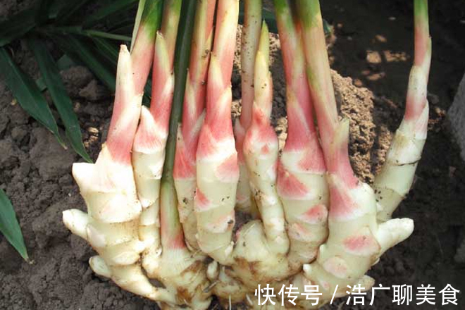生姜|女人來大姨媽，常吃4種“重口味”食物，排出污血、預防炎癥