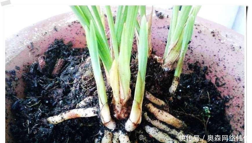 肥效|兰花盆土加点“万能肥料”,用对方法,可能真的10年不需要施肥
