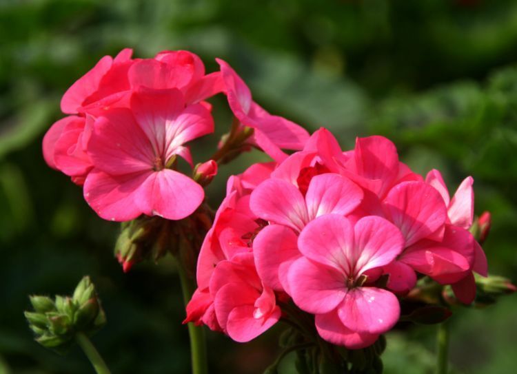 喜欢养花,不如养盆石榴,花色多又艳,四季花开不停,美