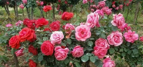 爆花|5种“耐寒花”,趁着秋天种一盆,爆花3个月,冬天不寂寞