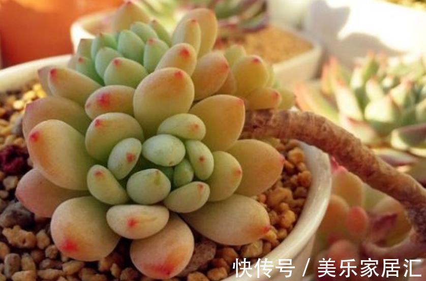 自带香味的6种多肉,好养又好看,冻一冻颜色靓丽,美极了