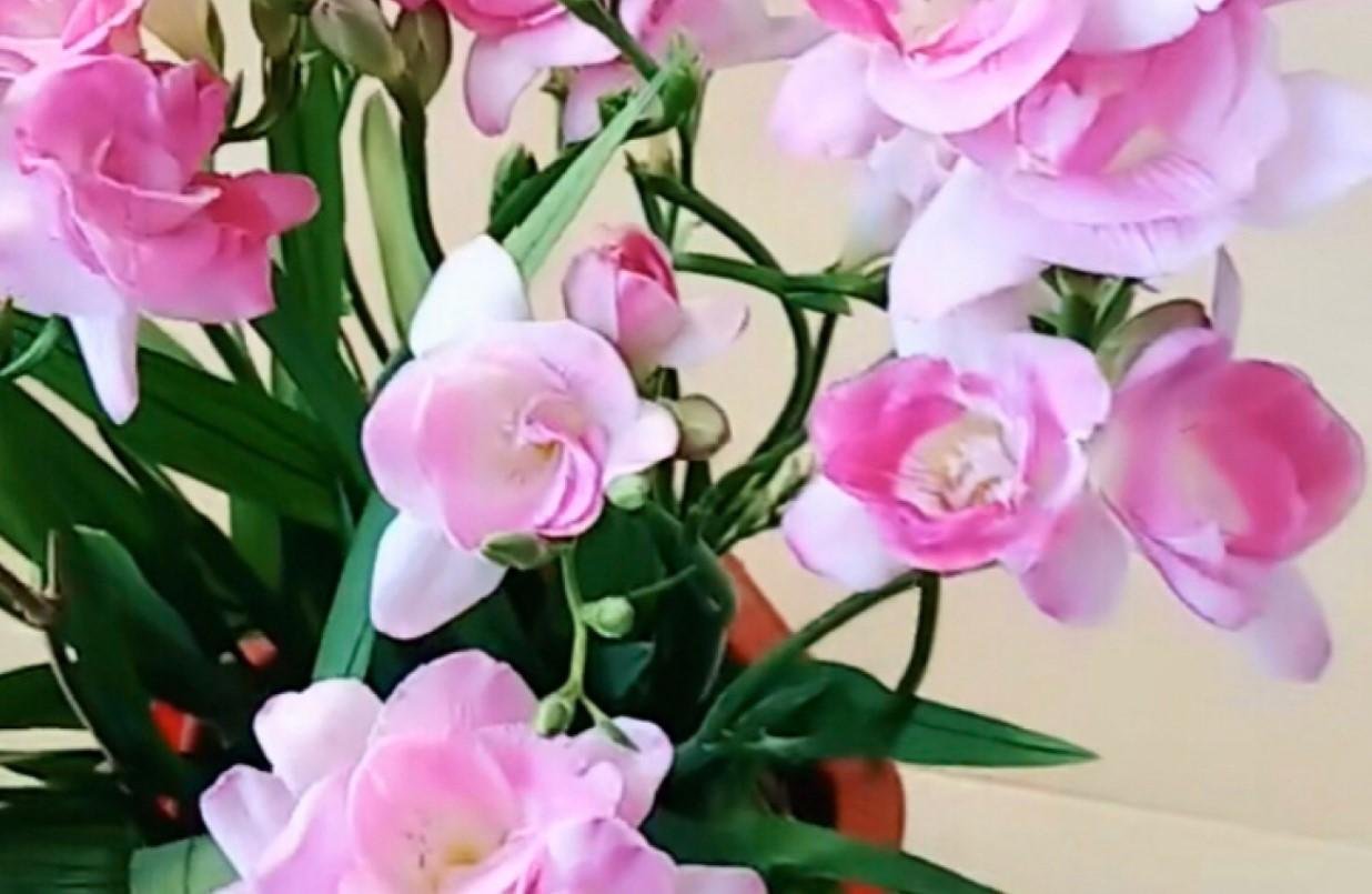 香雪兰养护简单，学会这几招，开花又香又美