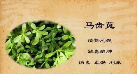 不吃|救命的马齿苋,99的人不知道的作用再不吃就晚了