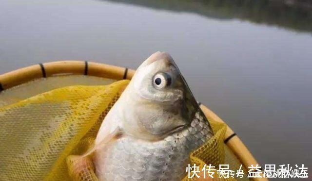 这东西常人难以接受,却是很不错的钓鱼饵料,钓鲫鱼鲤鱼效果绝佳