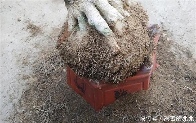 制作高价值的盆景，炼根是关键，看看怎么炼