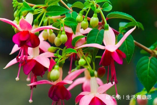 李大娘养花，一年四季只用2种“树叶”当花肥，枝壮叶厚，花朵多