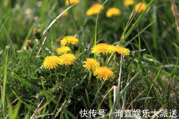 肠炎者|自己“晒干”的蒲公英，能当茶泡水喝吗有什么“禁忌”吗