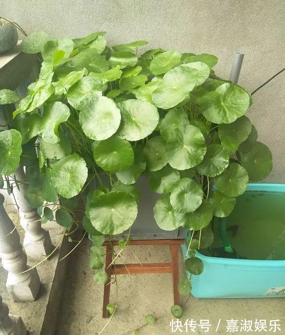 爆盆|让铜钱草“爆盆”很简单，记住3个字剪、肥、水，叶子挤满盆