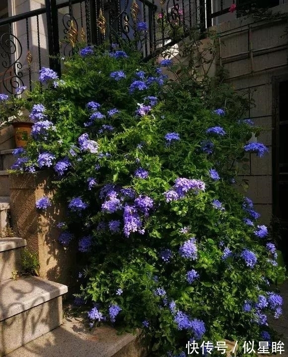 2种花不怕热,越热越开花,一开200多天,现在种1个月就开爆!