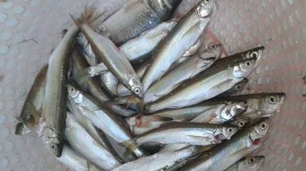 这种体型小爱抢食的淡水鱼,繁殖能力极强,人工养殖产量利润可观