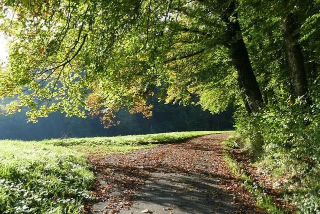 健康君|大暑节气，暑气最盛，需重「清热祛湿，养心健脾」