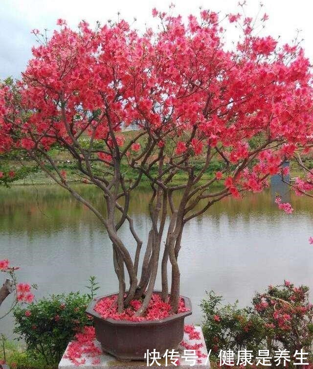 有“2种花”适合摆家中,不仅观赏性好,还是空气的“指示标”呢!