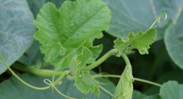 几种免费的菜叶子，不仅养胃降三高，还可以去结石，真实有效！