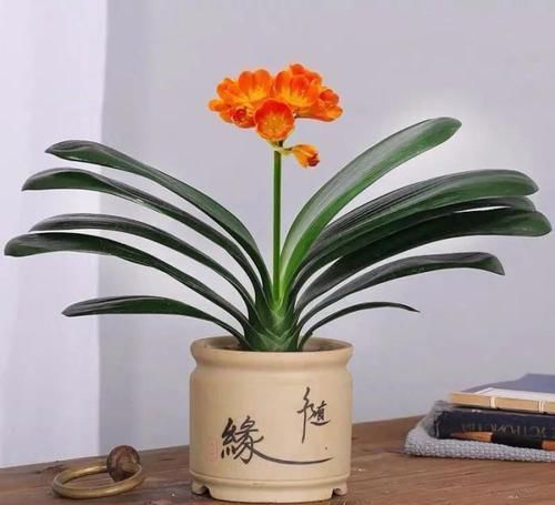 酒瓶兰|适合男人养的四种花,大气又稳重,旺财又旺运,早看早知道!