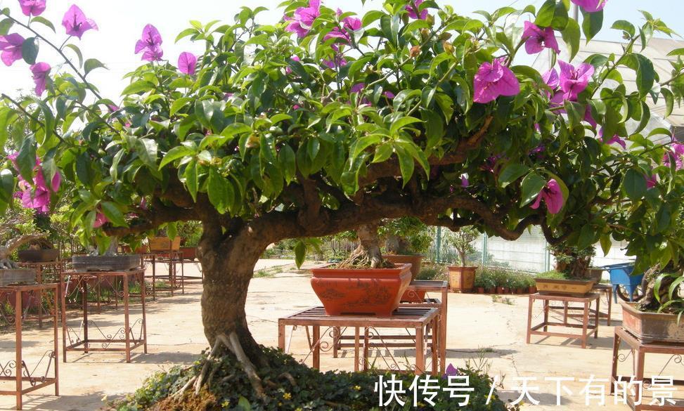 分化|盆栽三角梅该怎么催花?谨记2点,轻松达到目的