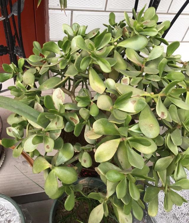 雨水|10种不能淋雨的花，淋完雨就死，盆栽养花注意事项