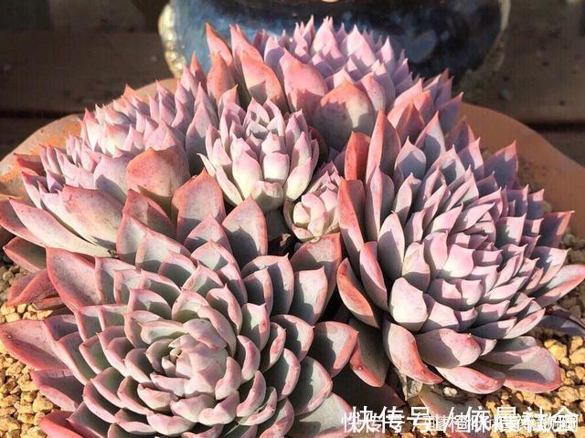 个个都是最美女王,多肉植物当中的“四大女王”,颜值爆表美翻天