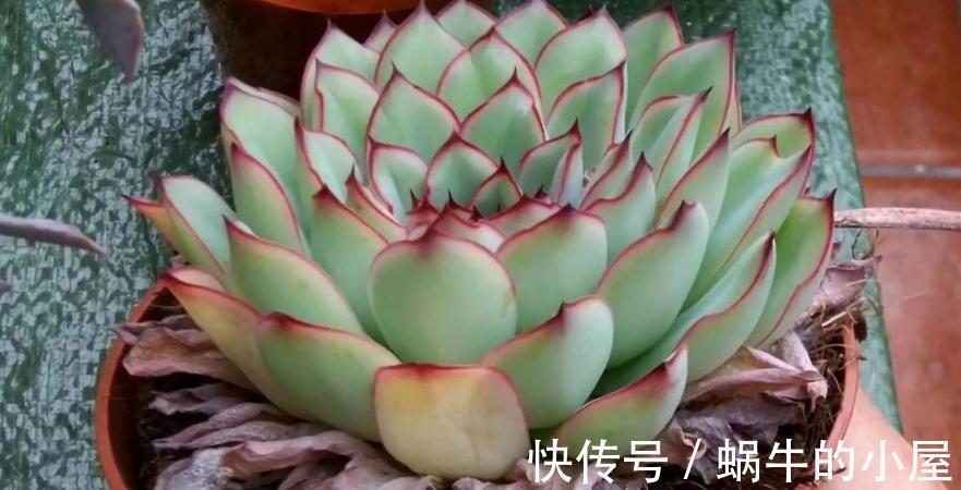 多肉|有些人多肉养不好，却该怪自己“太勤快”，有你吗？