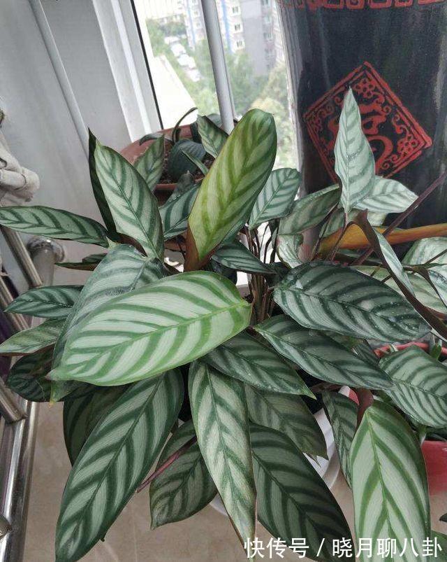 农历九月十八霜降后，养什么花？家里养3种花，早生贵子丁财两旺