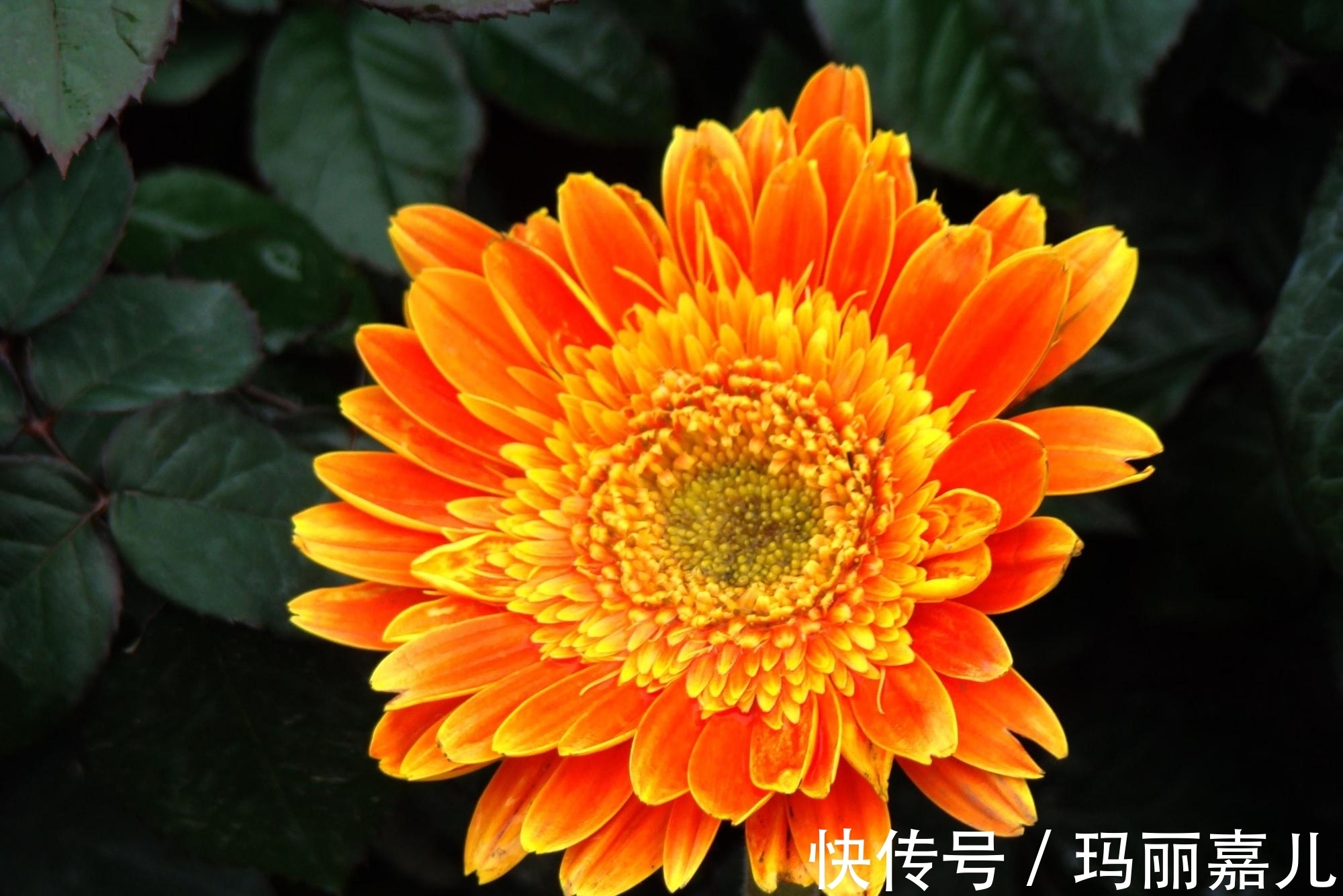 太阳花|懒人适合养什么花,推荐这3种,随便折腾