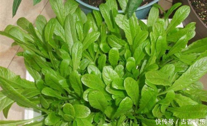 阳台最适合养5种菜,生长快结果多,夏天再热不用出门买