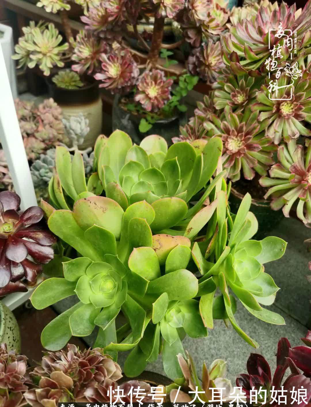 春暖花开,万物复苏,多肉迎来最美时光!