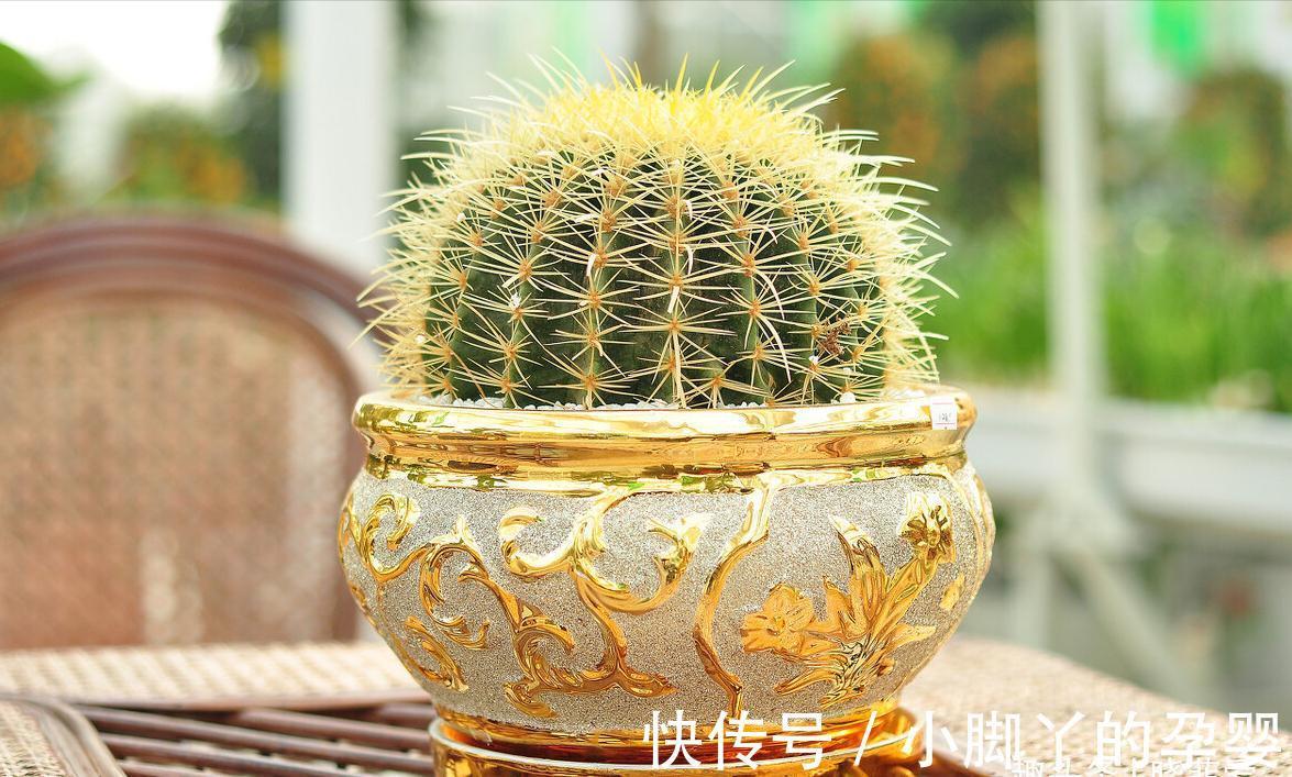 冬季养花，了解“七忌”，简单实用，安全过冬