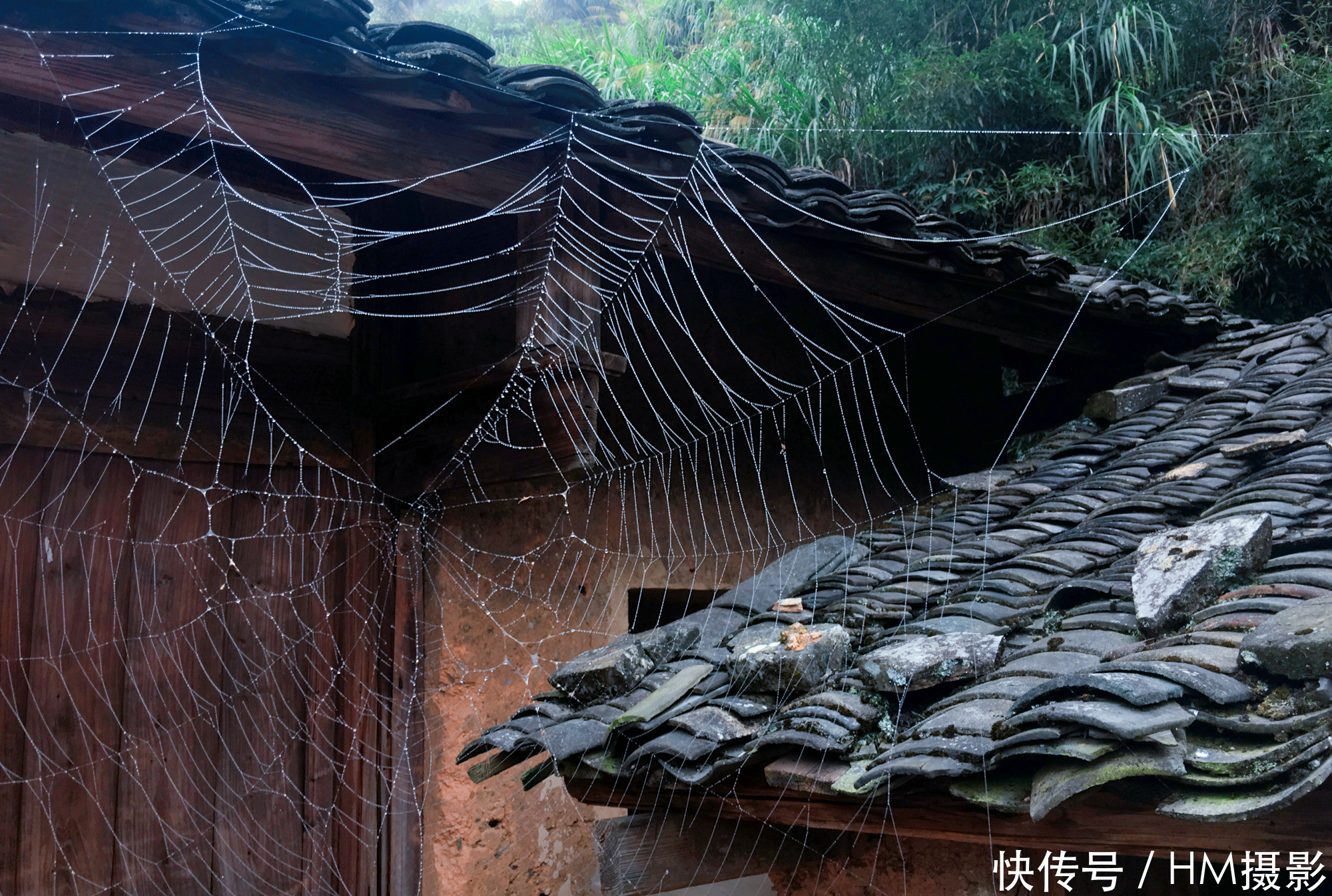 福建被群山包围小村庄，千年没有蚊子，是因为石蟾蜍的庇护？