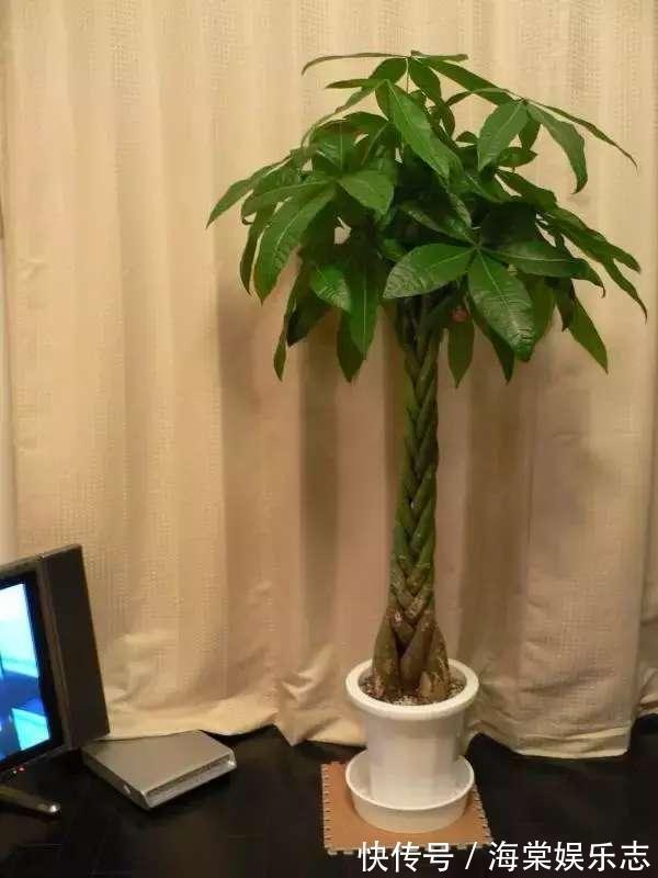 元气满满|发财树叶子落光快死了别担心，只要简单几招就能生机勃勃