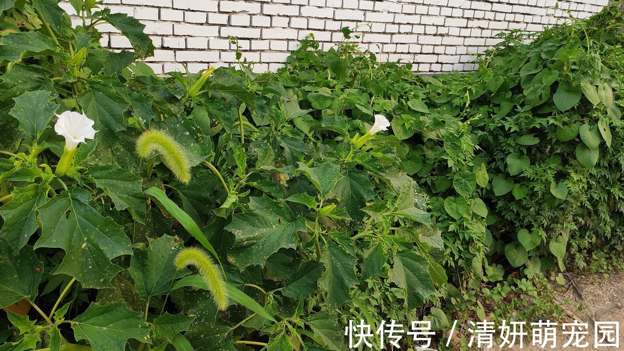 农村这种常见野草,原来就是曼陀罗花!遇到记得离远点!