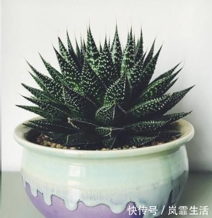 自从卫生间里放了这盆花后,再也没异味了