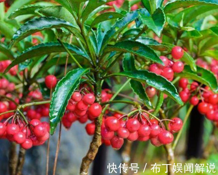 长寿花|4种花是“花卉中的劳模”,一开就是300多天,新手懒人都喜欢