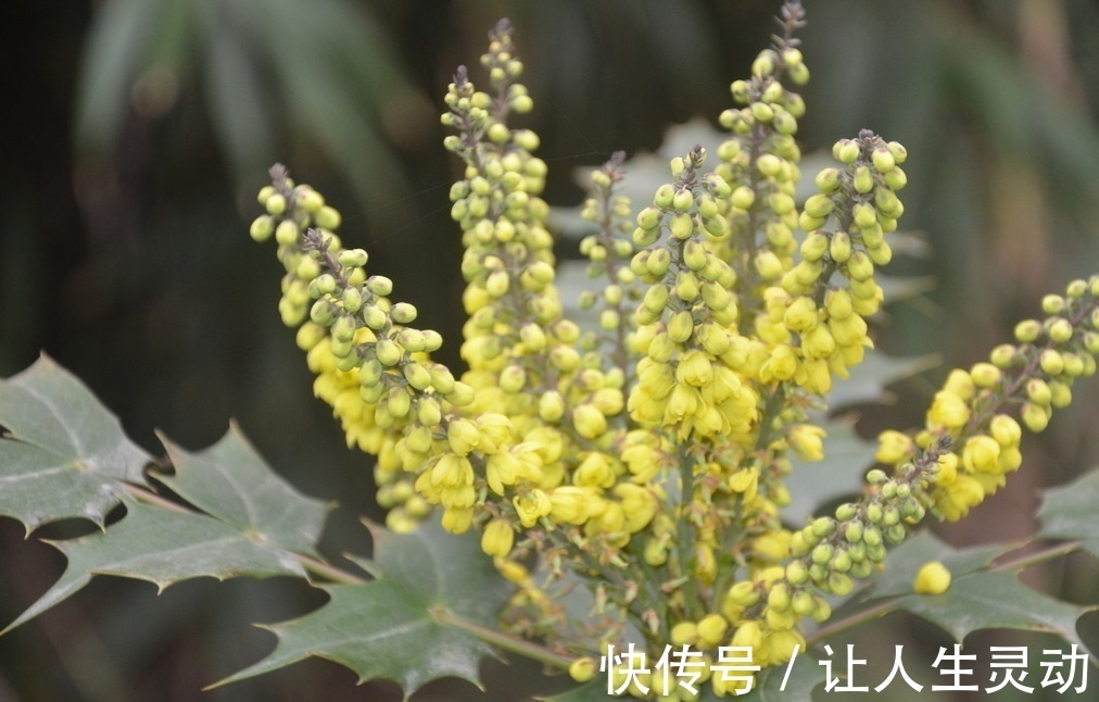 入药|此花是著名的草药，全株都可入药，而且药效显著