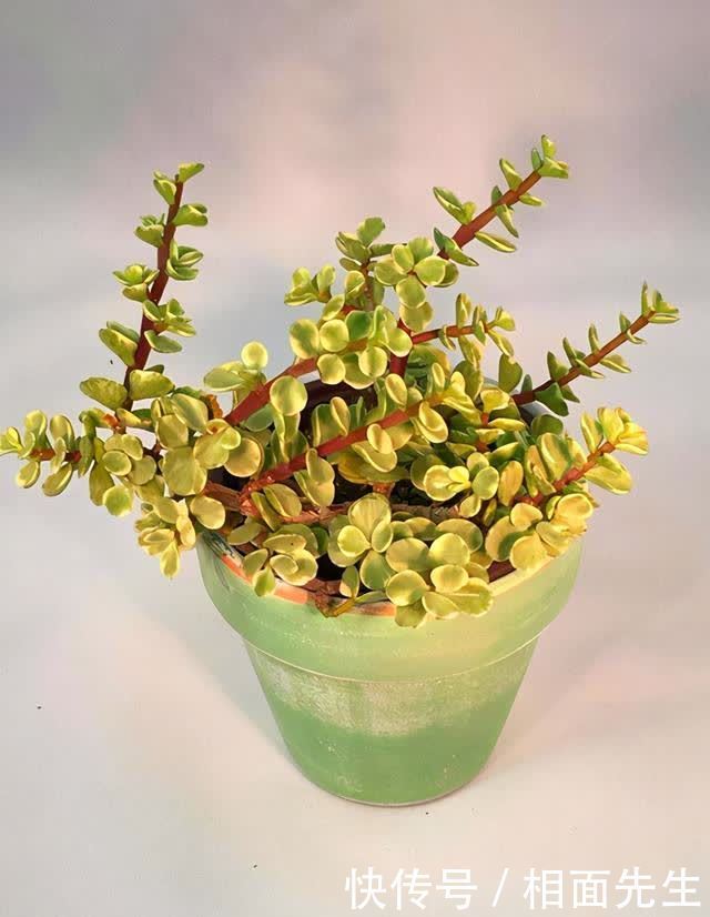 金枝玉叶金莹剔透,养护有技巧,学一学