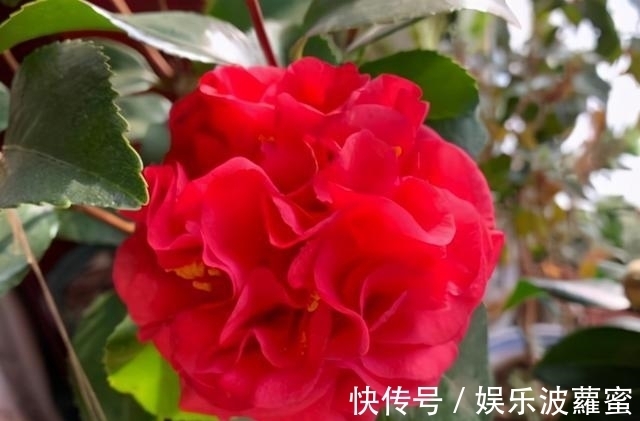 放弃月季吧，此花浇水就能活，赛过牡丹，抗旱又扛冻