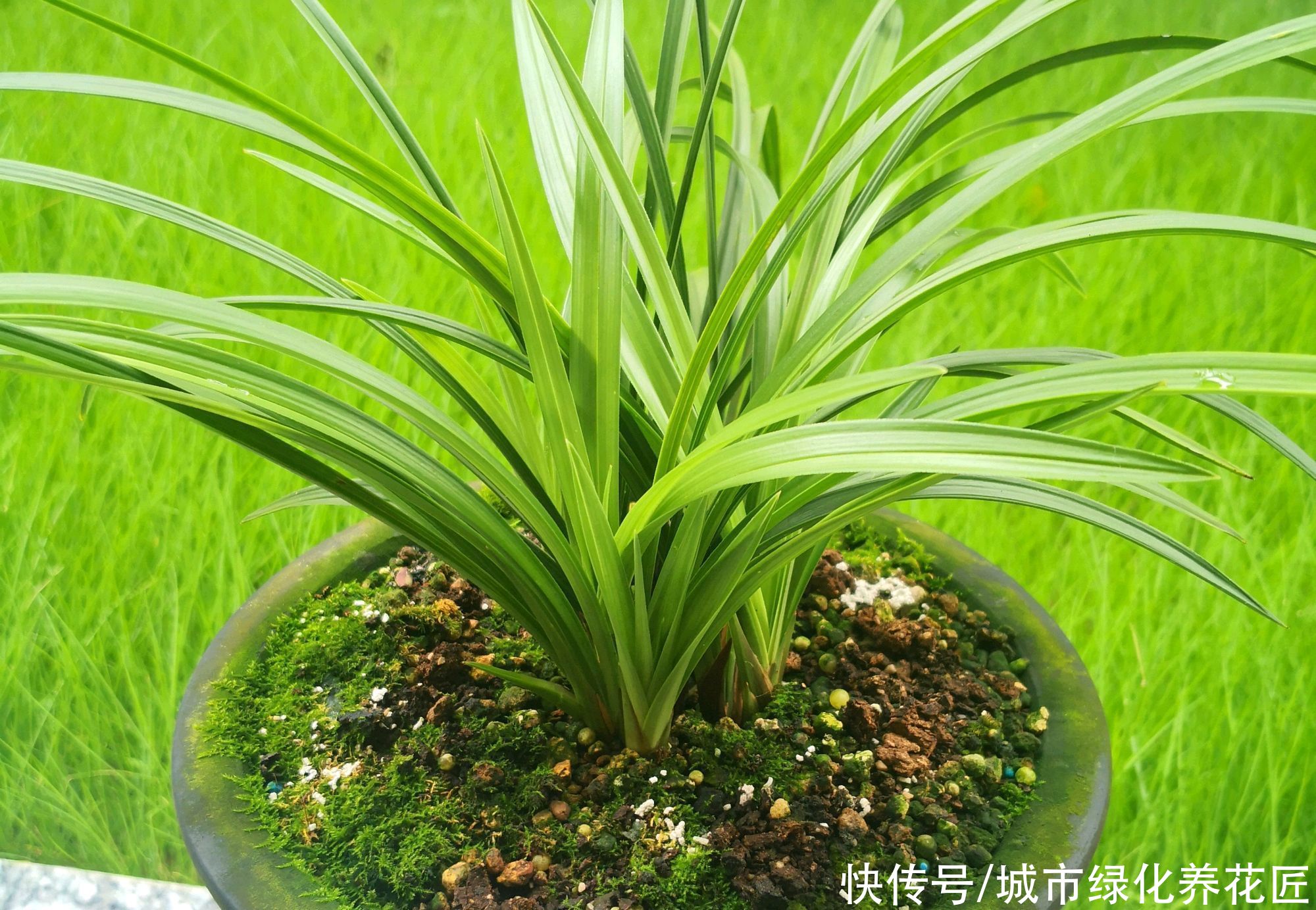 叶艺|兰花长出来的新苗全是白色,艺草兰花身价翻百倍?
