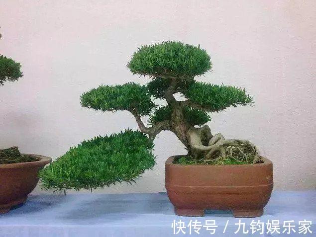 家有罗汉松,一生不受穷,4个小技巧,养出好盆景,越养越值钱