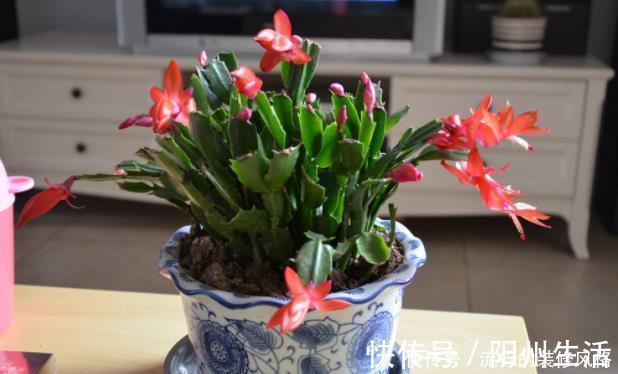 蟹爪兰|蟹爪兰叶片蔫了不恢复？及时“亡羊补牢”还不晚，但要掌握好技巧