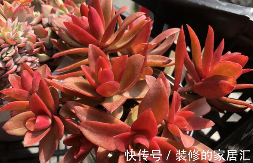 多肉火祭养不红?教你4个小技巧,叶片红似火,越长越迷人