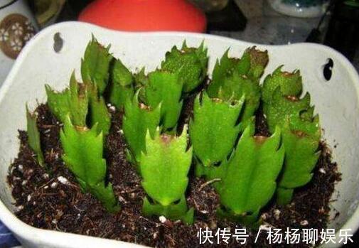 虎皮兰|悄悄告诉你,6种花“不用买”,1片叶子就能生根发芽、长爆盆