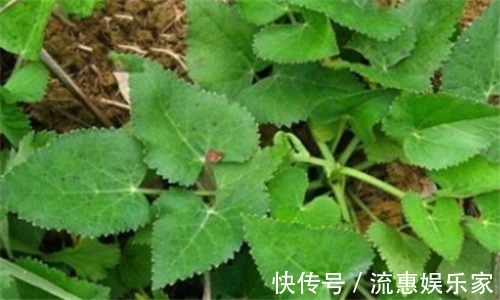 三七花|想长寿要会吃,多吃3种食物,清肠排毒,降压减脂,养护血管