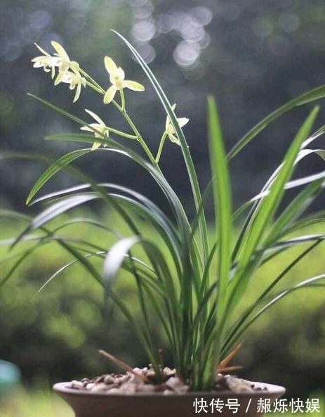 养兰花做好“4步”,叶子不干尖,生长旺盛,新芽多,开花才棒