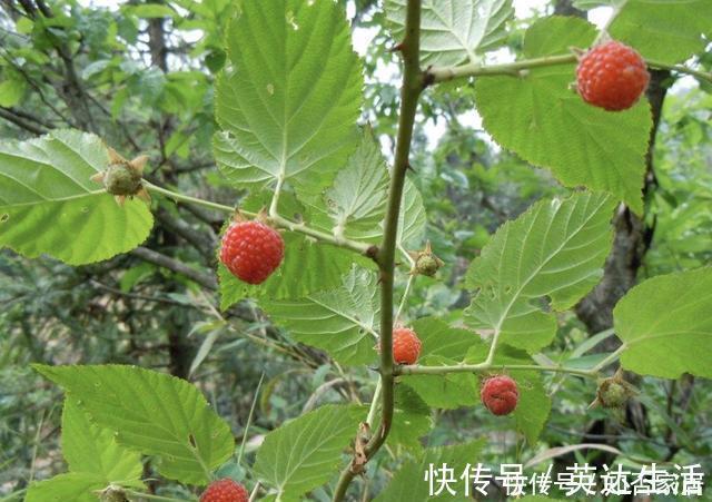 树莓|在农村，有1种山莓奇特，以往叫它“树莓”，果子价值高，请爱惜