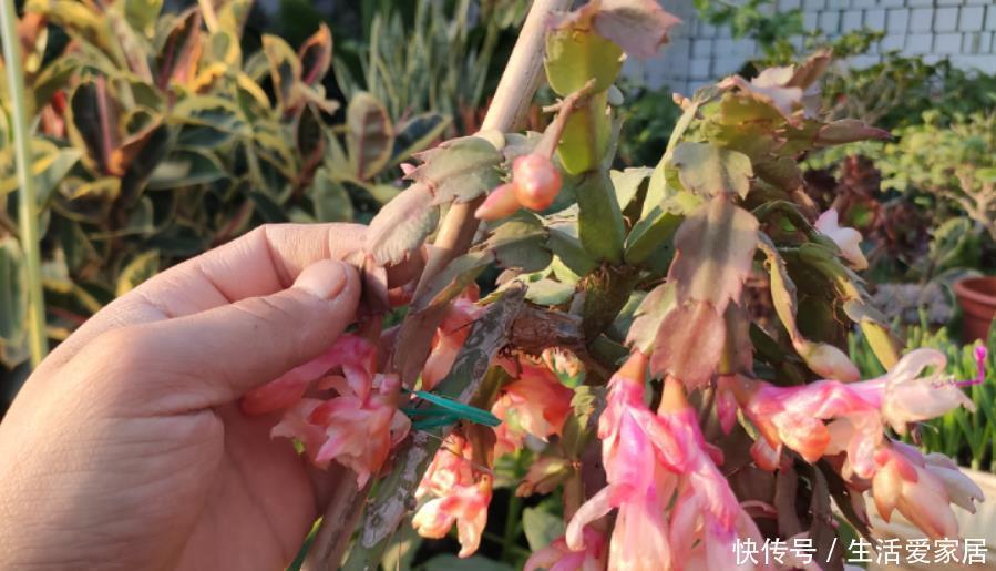 蟹爪兰要会“掐”,经常“掐一掐”,叶片又厚又大,一年花开多次