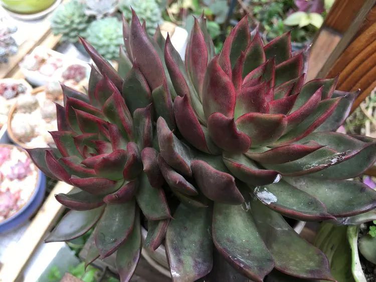 养多肉会上瘾,3年养了500多盆,既美化了环境又愉悦了心境!