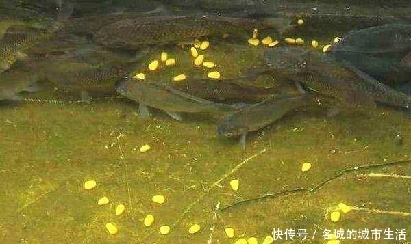 都用玉米做钓,别人百斤爆护自己却颗粒无收,这几个原因参考一下