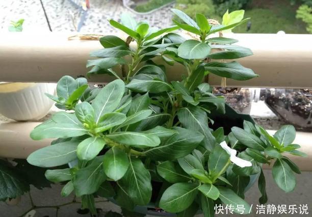 鸡蛋|鸡蛋全身是宝将它们分开用作养花,可让盆栽枝繁叶茂、多开花