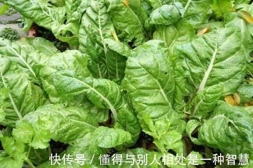 青梗|女人常吃此物,子宫越来越干净,远离妇科炎症,可以试试