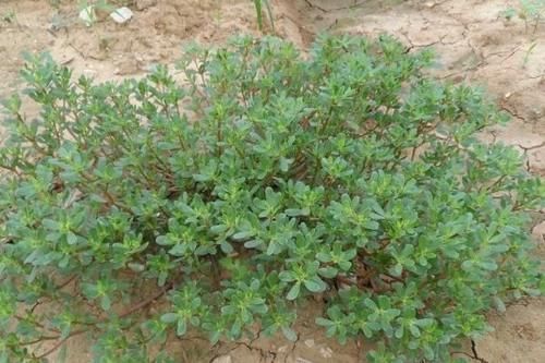 荠菜|比蒲公英还健康的野菜,在路边经常见到,常吃好处多,还能降血压